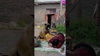 Tommy Help Old Grandmother 👵 🐶 shorts emotional dog [upl. by Dleifniw]