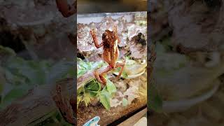 My pet frog part2 frog [upl. by Inessa]