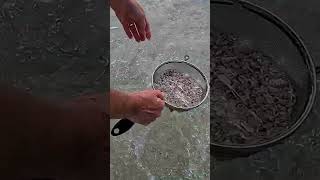 Searching for Sharks Teeth  Manasota Key Florida shorts sharks [upl. by Hock909]