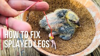 How to fix splayed legs in baby pigeons [upl. by Rosette672]