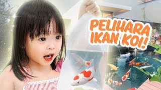 YUKACHAN PELIHARA IKAN HIAS LUCU  vlog [upl. by Gleich]