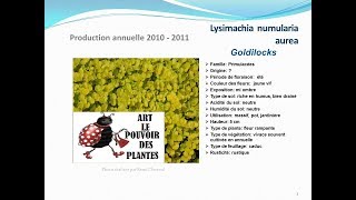 conseils jardinage Lysimachia numularia aurea goldilocks fiche technique plante vivace [upl. by Elleved]