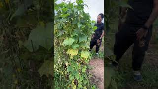 Harvest Cucumbers with us 🥒 harvestingcucumber farmlife gardening gardentour cucumbers [upl. by Sayce]