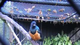 superb starling sings [upl. by Hadwin]