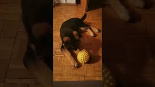 germanshepherd owczarekniemiecki puppy puppyshorts cutedog gsd szczecinek mydog mylove [upl. by Pond]