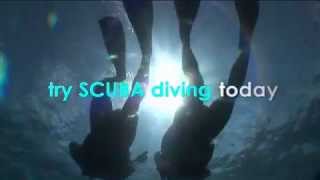 Sunlover Reef Cruises Diving [upl. by Sanbo]