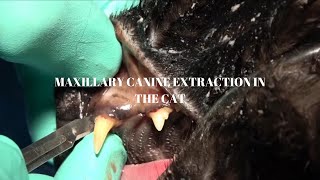 Veterinary Dentist EXPLAINS Tooth Extraction of a Maxillary Canine in a Cat [upl. by Malanie]