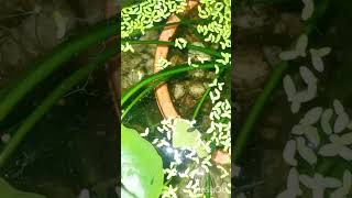 Two and half month old betta fish fry in lilly pond fish aquarium shorts viralvideo betta [upl. by Arorua972]