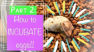 How to BREED CRESTED GECKOS Part 2 Incubation and egg care [upl. by Graves]