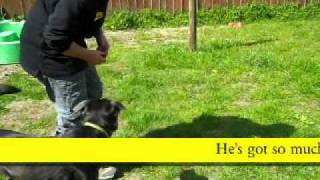 Dog Trust Merseyside Junior shows off his obedience skills [upl. by Kopp]