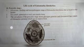 ENTAMOEBA HISTOLYTICA  NOTES   INTER 1ST YEAR  BY PHANINDRA GUPTA [upl. by Enilrac34]