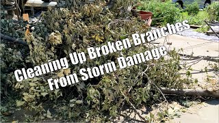 Cleaning up Fallen Branches from Storm Damage with a surprise delivery in the middle [upl. by Egon]