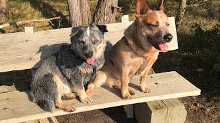 How to Train Your Australian Cattle Dog for Police Work [upl. by Ignatius]