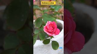 blooming rose 🌹🌹🌹🌹 like 👍 and subscribe [upl. by Rakia]