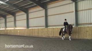 How to warm up your horse properly for training and test riding with Andrew Gould and Daniel Timson [upl. by Nivar471]