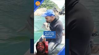 Rescue Team Dolphin fishing dolphinlove fish shark animals bigfish feelgood dolphin cute [upl. by Collbaith]