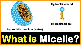 What is Micelle  Hindi  Dr Priyank Singhvi [upl. by Chloris]