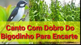 Canto Com Dobro Do Bigodinho Para Encarte [upl. by Germaine324]