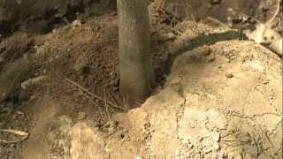 How to Plant a Balled and Burlapped Tree [upl. by Oicanata]