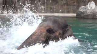 Oregon Zoo elephant Samudra enjoys a swim [upl. by Eiuqcaj]