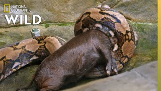 Feeding a Reticulated Python  Secrets of the Zoo Down Under [upl. by Amocat49]