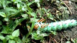 Hickory Horned Devil  Citheronia regalis Fabricius [upl. by Llertac1]