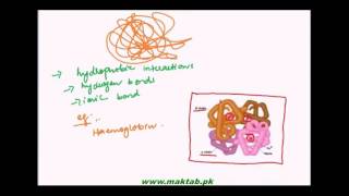 FSc Biology Book1 CH 2 LEC 11 Structure of Proteins – Part 2 [upl. by Jecho]