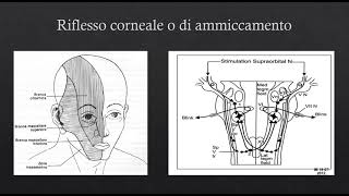 Neurologia il riflesso corneale [upl. by Glavin]