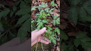 Fernleaf phacelia Phacelia bipinnatifida working on flowering [upl. by Annaert]