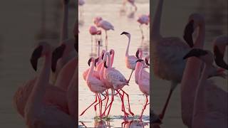 Facts about flamingos flamingo shorts [upl. by Lenore]