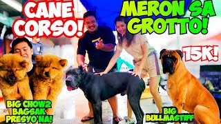 SOLID SI CANE CORSO KABOG NA KABOG ANG MGA ASO AT PUSA NGAYON SA GROTTO PET MARKET [upl. by Huberto]