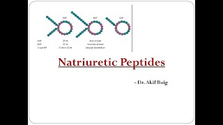 NATRIURETIC PEPTIDE  DrAkif Baig [upl. by Aleafar968]