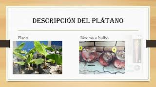 Cultivo de plátano [upl. by Macfarlane414]