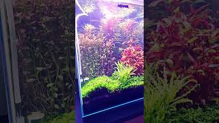 2x 30l aquarium tank [upl. by Ingold]