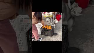 Husky Entrepreneur Selling Oranges at the Market 🍊 [upl. by Herzberg104]