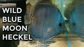 Wild Blue Moon Heckel Discus [upl. by Urquhart]