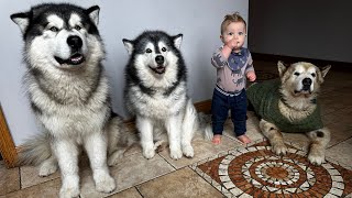 The Best Year Of Our Lives Dogs Adopt New Baby Boy Cutest Ever [upl. by Anecusa]