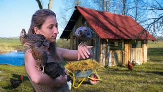 Young Chicks MOVING in the BIG Coop [upl. by Hazlett]