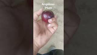 Angeleno Plum first Sample 2022  Stone fruit [upl. by Ahtiekal]