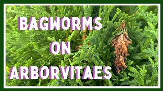 How to Kill Bagworms🐛 Bagworms on Arborvitaes [upl. by Eli]