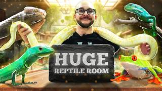 Reptile Room Tour  My Biggest and Most Impressive Animals and Enclosures [upl. by Kraul]