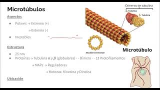 Biología 💜  Citosol y Citoesqueleto [upl. by Eniretak]