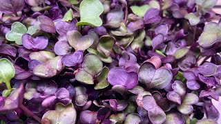 “Microgreens 101 Benefits and Insights with Samyak Himgreens” [upl. by Demmy]