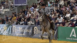 711 SICAB 2024 Salón Internacional del Caballo Palacio de Exposiciones y Congresos Sevilla [upl. by Valentina967]