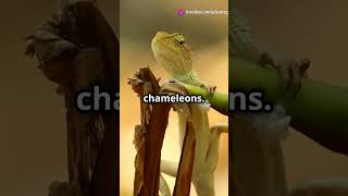 How Do Chameleons Change Color 🦎 [upl. by Gnourt462]