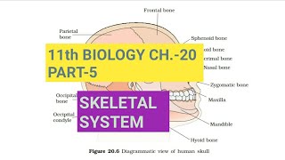 Class 11 BiologyCh20 Part5Skeletal systemStudy with Farru [upl. by Enetsuj779]