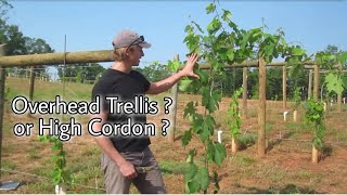 Overhead Trellis or High Cordon Training [upl. by Mirabella873]