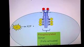 Receptor Tyrosine Kinase [upl. by Eldin]