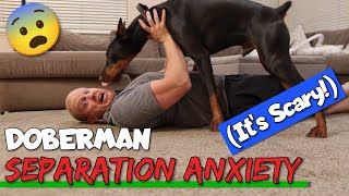 How to Stop Doberman Separation Anxiety—In Its Tracks [upl. by Notrub842]