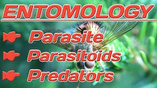 Parasite Parasitoids Predators parasite parasitoids predators [upl. by Alliuqat616]